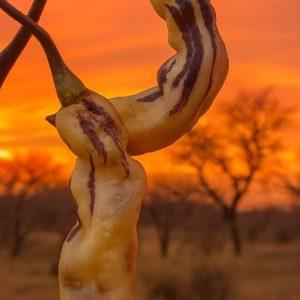 Pimenta Sparanise Purple/White Chilli Seeds