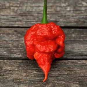 Carolina Reaper Chilli Seeds, Carolina Reaper Seeds, Worlds hottest chilli, Ed Currie