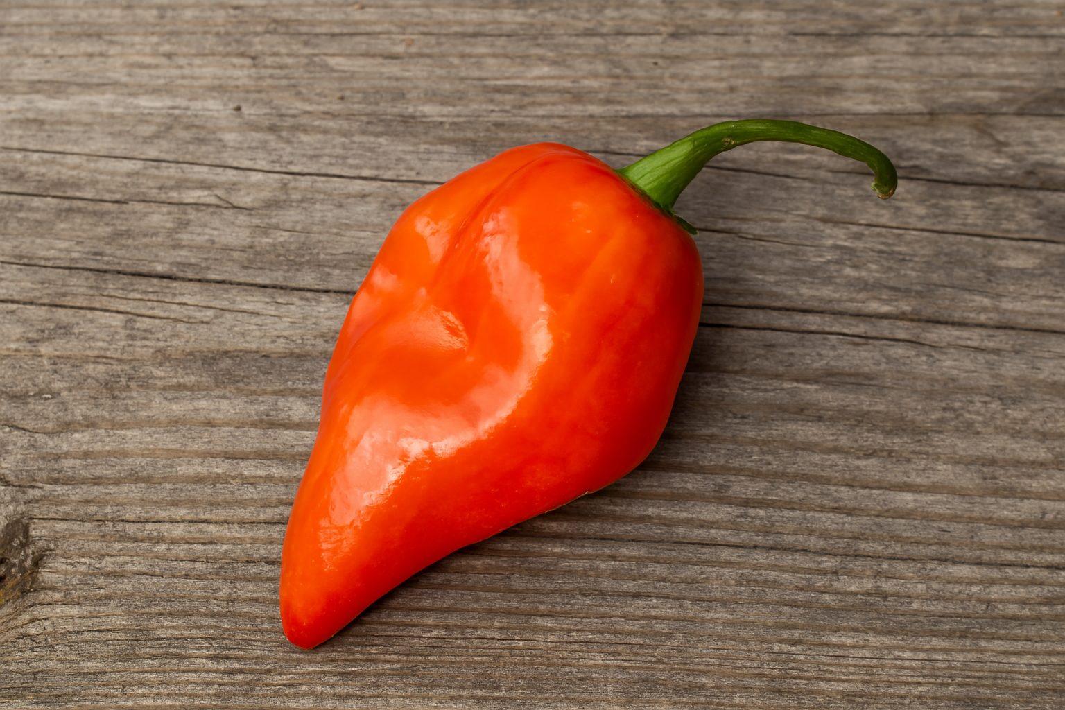 Red Savina Habanero Chilli Seeds Authentic - From Seed to Sensation: Spring into action with 10 Premium Heirloom Variety seeds 1 Red Savina Habanero chilli seeds Heirloom Chilli Seeds and Rare chilli seeds South africa