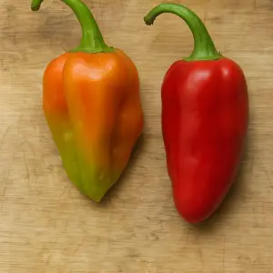 Caribbean Red Habanero chilli seeds Heirloom Chilli Seeds and Rare chilli seeds South africa