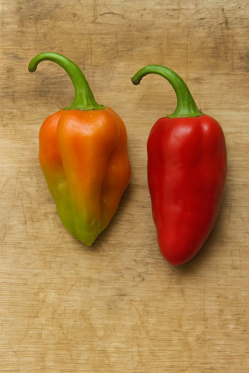 Caribbean Red Habanero Chilli Seeds Authentic - From Seed to Sensation: Spring into action with 10 Premium Heirloom Variety seeds 1 Caribbean Red Habanero chilli seeds Heirloom Chilli Seeds and Rare chilli seeds South africa