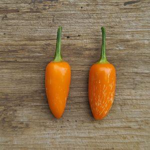 Jalapeno Orange Spice chilli seeds Heirloom Chilli Seeds and Rare chilli seeds South africa
