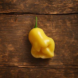 Aji Fantasy Yellow chilli seeds Heirloom Chilli Seeds and Rare chilli seeds South africa