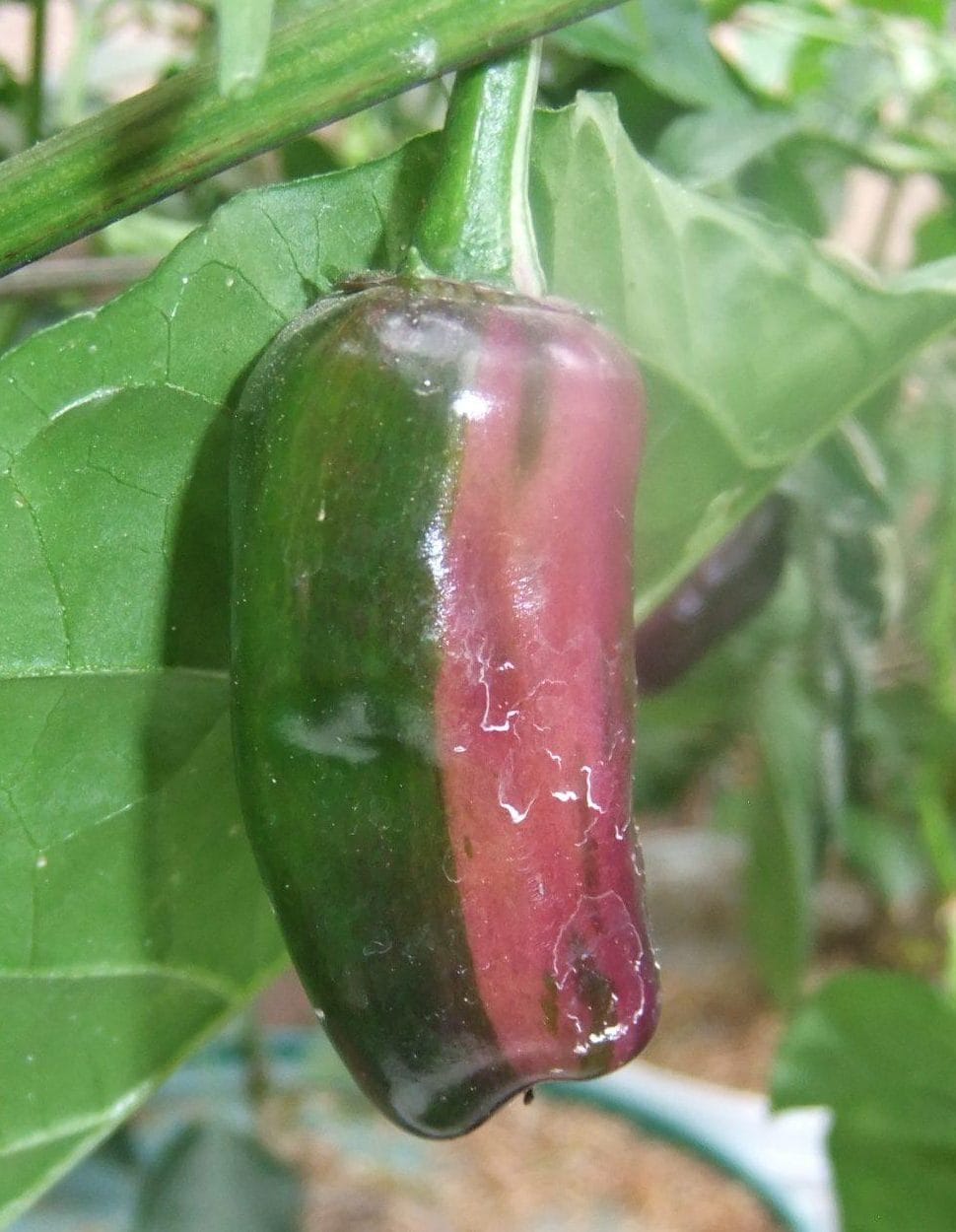 Tricolor Chilli Seeds Authentic - From Seed to Sensation: Spring into Action with 10 Premium Quality Seeds 2 Tricolor Chilli Seeds