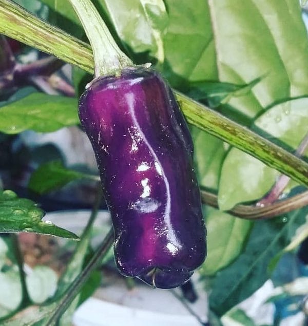 Tricolor Chilli Seeds Authentic - From Seed to Sensation: Spring into Action with 10 Premium Quality Seeds 3 Tricolor Chilli Seeds