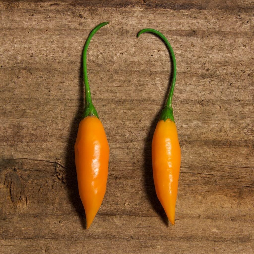 Aji Criolla Sella Chilli Seeds Authentic - From Seed to Sensation: Spring into action with 10 Premium Heirloom Variety seeds 1 Aji Criolla Sella chilli seeds