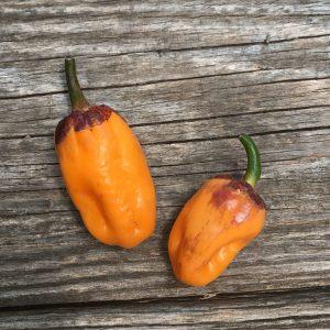 BBG purple ghost scorpion orange chilli seeds
