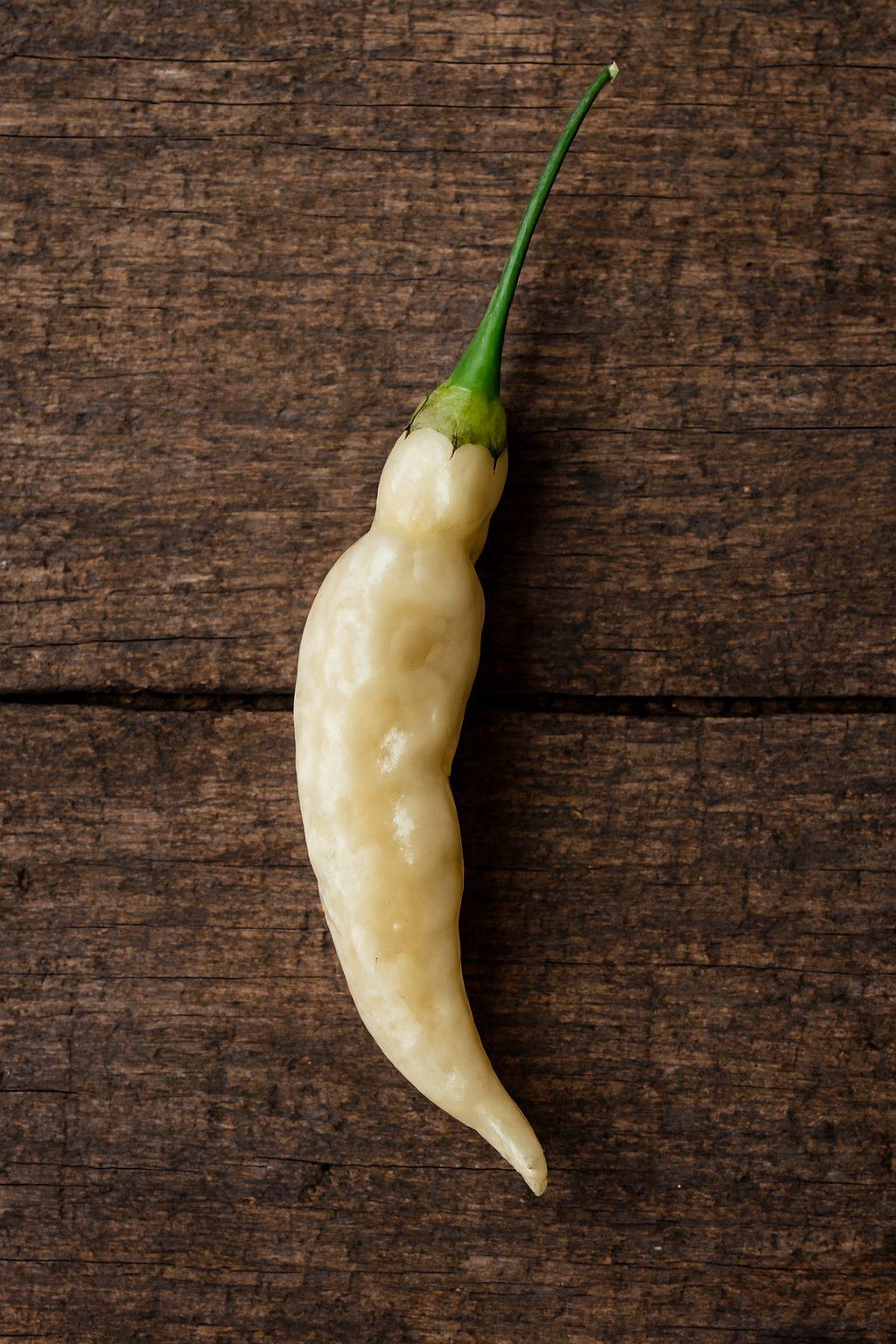 Blondie Baccatum Chilli Seeds Authentic - From Seed to Sensation: Spring into action with 10 Premium Heirloom Variety seeds 1 Blondie Baccatum chilli