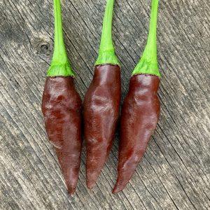 KS Starrscream Chocolate chilli seeds