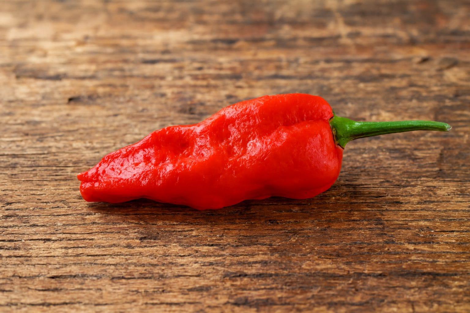 Komodo Dragon Chilli Seeds Authentic - From Seed to Sensation: Spring into Action with 10 Premium Quality Seeds 1 Komodo Dragon Chilli seeds