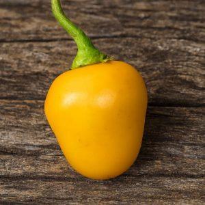 Mini Rocoto Yellow chilli seeds