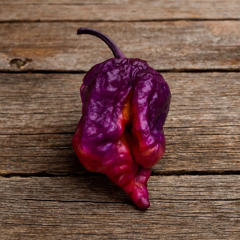 Orion Chilli Seeds Authentic - From Seed to Sensation: Spring into Action with 10 Premium Quality Seeds 1 Orion Chilli Seeds