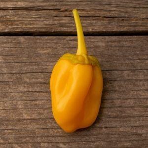 7 Pot BBG Yellow chilli seeds