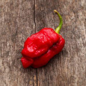 7 Pot Congo SR Gigantic Red Chilli Seeds