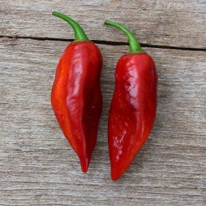 7JPN Dark Chilli Seeds