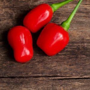 Aji Charapita x chilli seeds