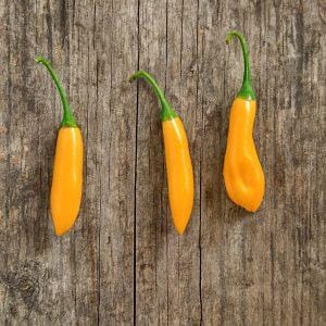 Aji Cito Chilli Seeds