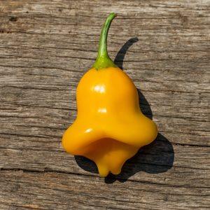 Aji Fantasy Orange Chilli Seeds