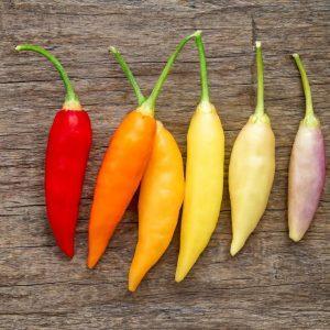 Aji Omnicolor chilli seeds