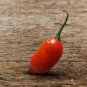 Aji Quinto Quinto Chilli Seeds