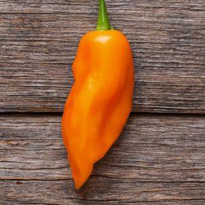 Amatrice Chilli Seeds