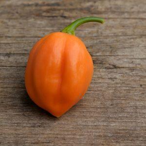 Ariba Saia Rosé Chilli Seeds