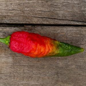 B9BPO Chilli seeds