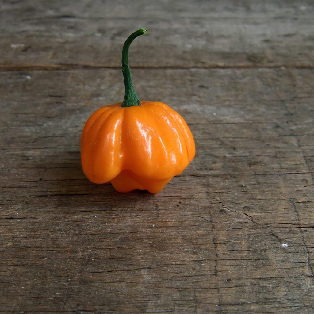 Bahamian Goat Pepper Seeds Authentic - From Seed to Sensation: Spring into action with 10 Premium Heirloom Variety seeds 1 Bahamian Goat chilli seeds