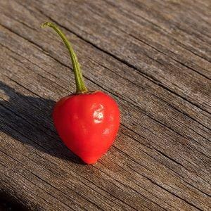 Beni Market Chilli Seeds