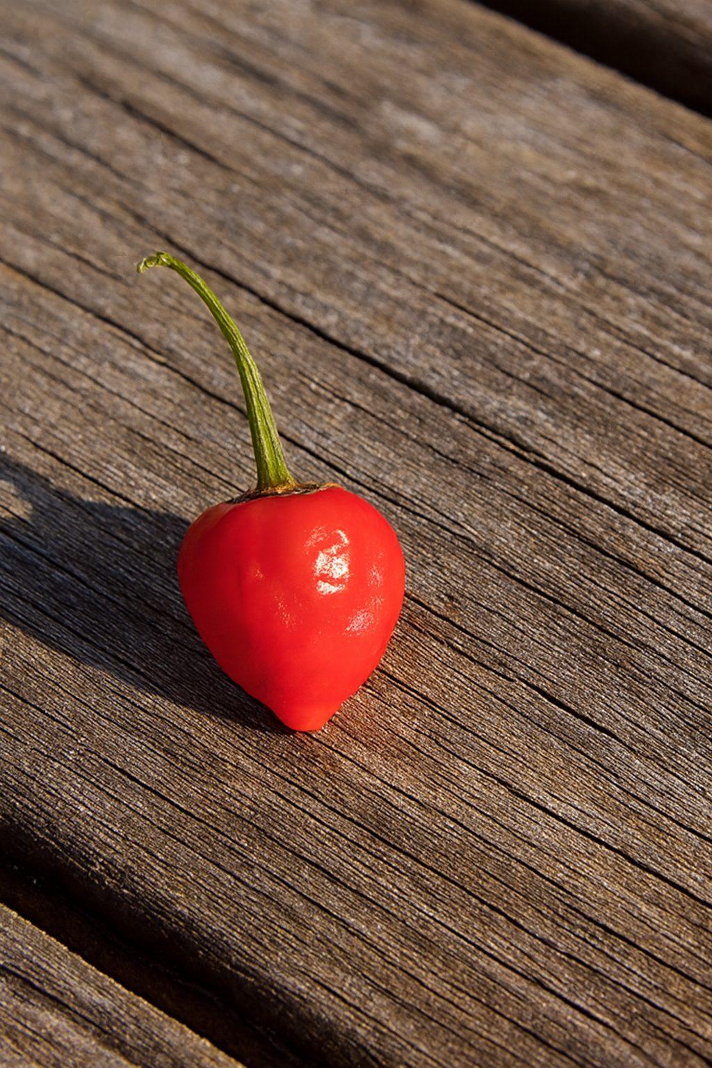 Beni Market Chilli Seeds Authentic - From Seed to Sensation: Spring into action with 10 Premium Heirloom Variety seeds 1 Beni Market Chilli Seeds