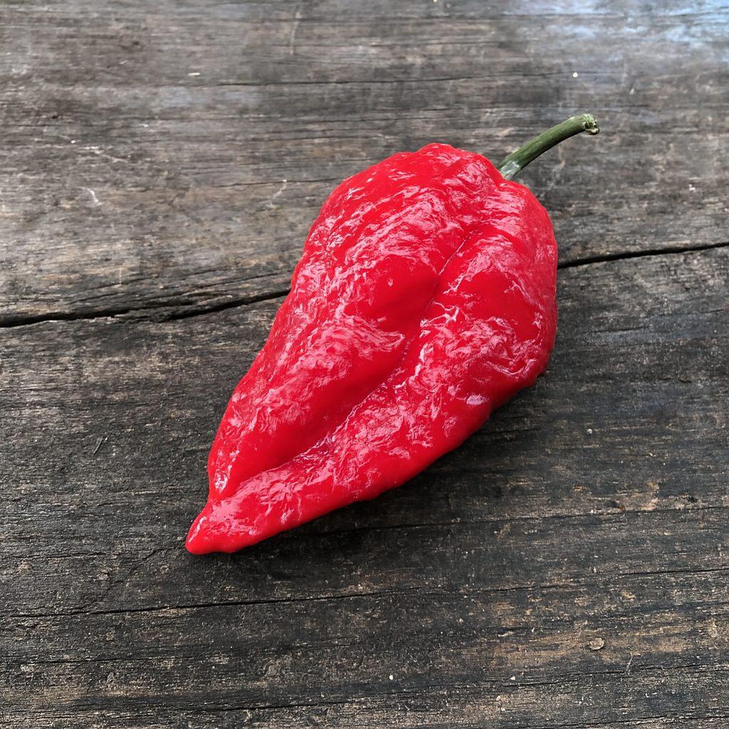Bhutlah Cheesehead Red Chilli Seeds Authentic - From Seed to Sensation: Spring into Action with 10 Premium Quality Seeds 1 Bhutlah Cheesehead Red Chilli Seeds