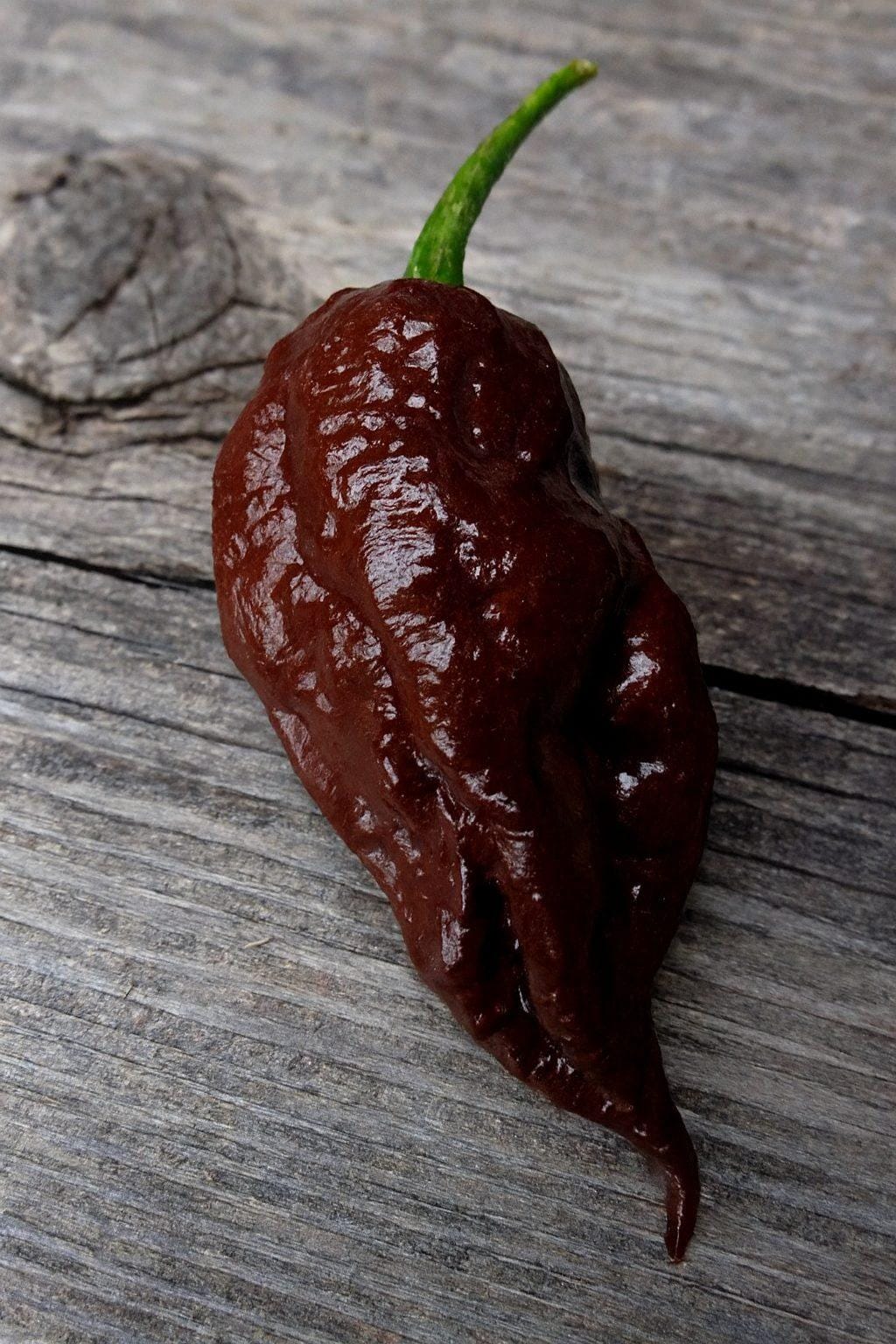 Bhutlah SM Chocolate Chilli Seeds Authentic - From Seed to Sensation: Spring into Action with 10 Premium Quality Seeds 1 Bhutlah SM Chocolate chilli seeds