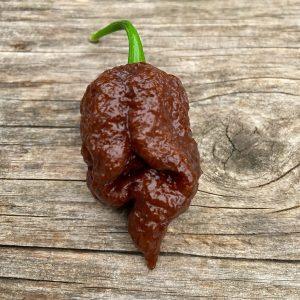 Big Riot Choc Chilli Seeds