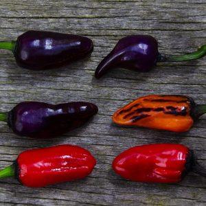 Black Scorpion Tongue Pepper Seeds