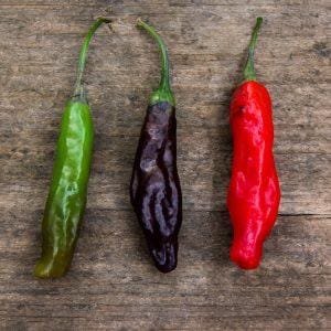 Black Shishito pepper seeds