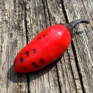 Calico Black Chilli Seeds