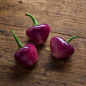 Cheiro Roxa Chilli Seeds