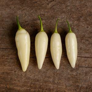 Coyote Zan White Chilli Seeds