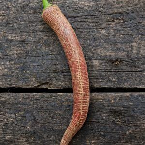 Elefant Pepper Seeds