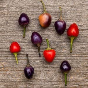 Filius Blue Chilli Seeds