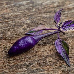 Fluorescent Purple Chilli Seeds