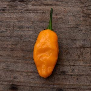 Ghostly Jalapeno X Chilli Seeds