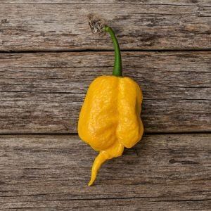 Golden Reaper chilli seeds