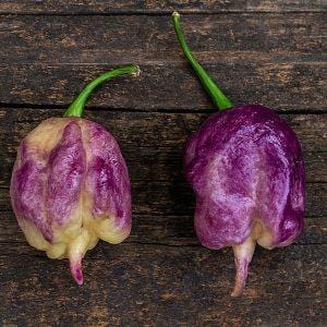 Jays Pink Purple Ghost Scorpion Chilli Seeds