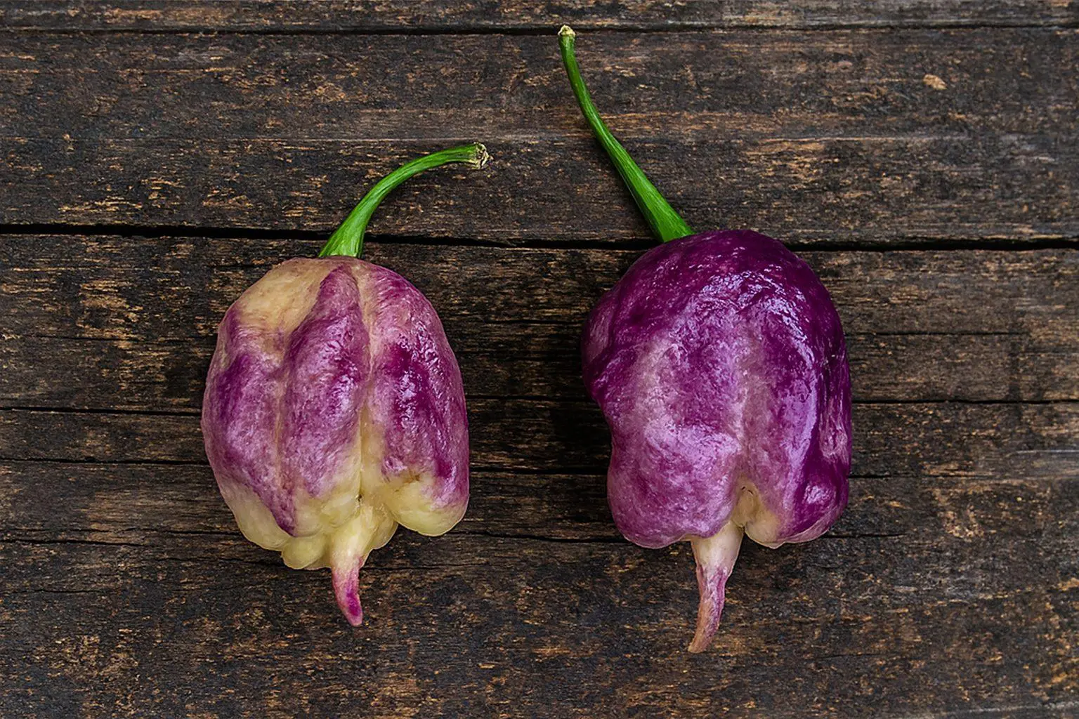 Jays Pink Purple Ghost Scorpion Chilli Seeds