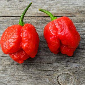 MOA Scotch Bonnet red chilli seeds
