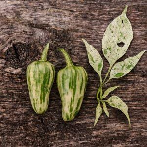 Mattapeno pepper seeds