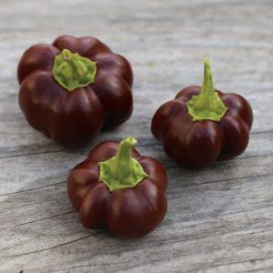 Mini bell chocolate pepper seeds