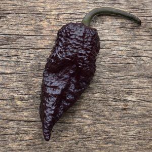 Naga Viper Purple Chilli Seeds