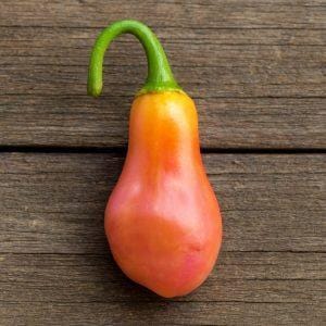 Neyde Rose Bullet Chilli Seeds
